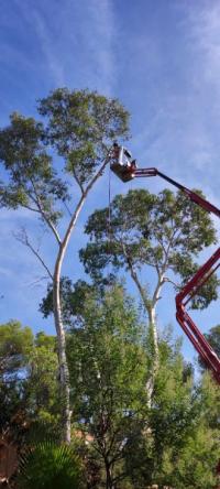 Abattage d'un arbre avec nacelle : un chantier réussi à Saint Raphaël !