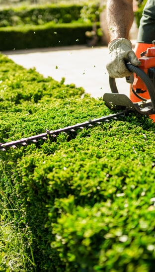 Entretien de jardin Fréjus