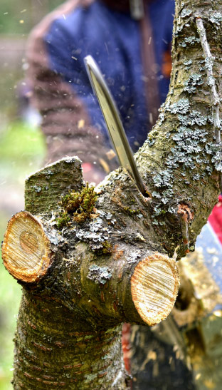 Elagage et abattage des arbres à Fréjus